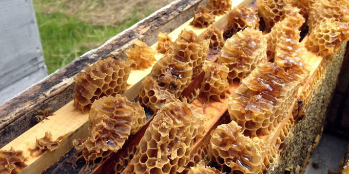 TPK opens honey pot for East Coast enterprises