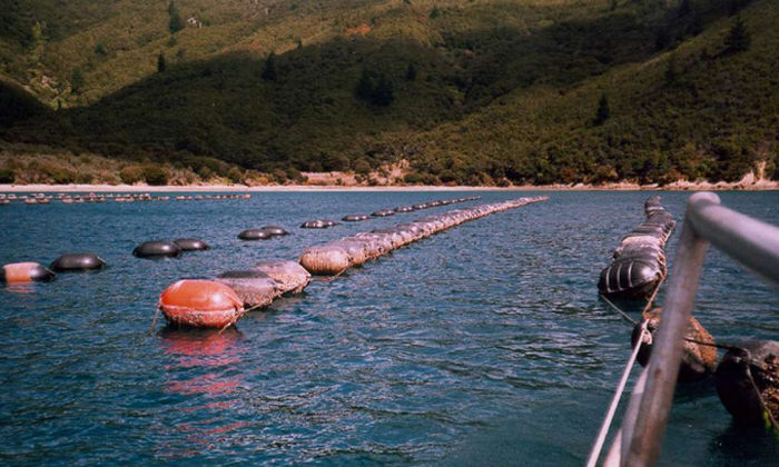 Maori Aquaculture Settlement revisited