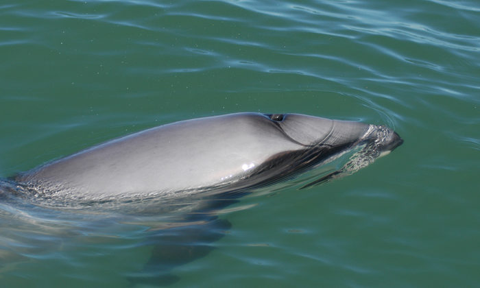 Hunt on for Maui's dolphin
