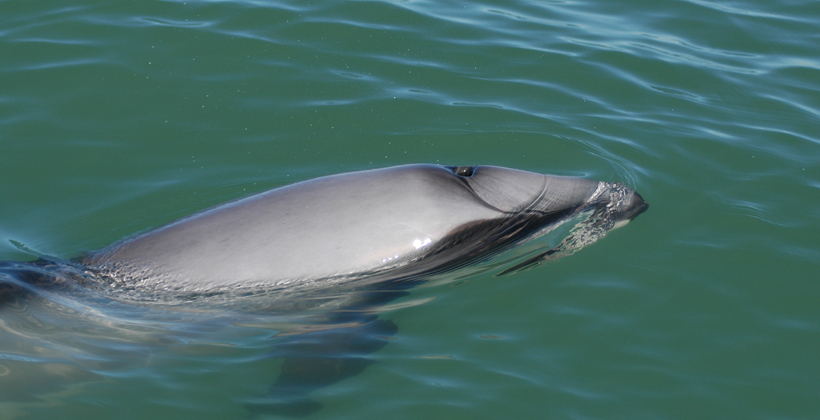 Moana backs drones for dolphin protection