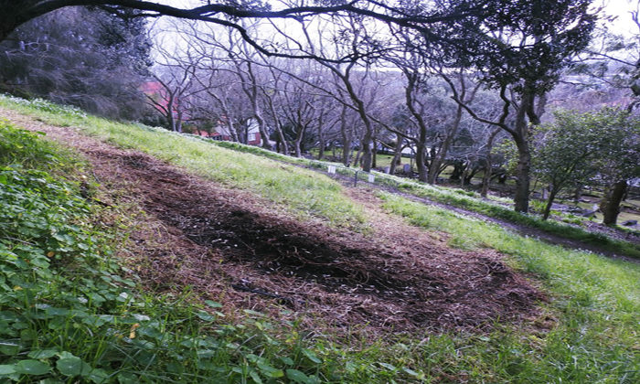 Illegal bike tracks carved into historic Takarunga / Mt Victoria