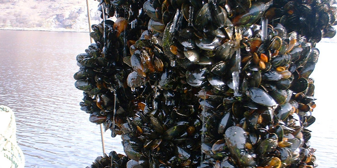Mussel reefs cleaning up gulf