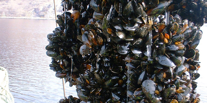 Green light for blue mussel plant