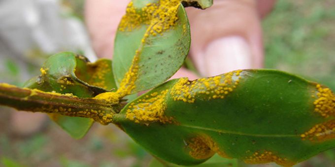 FOMA steps up to tackle myrtle rust