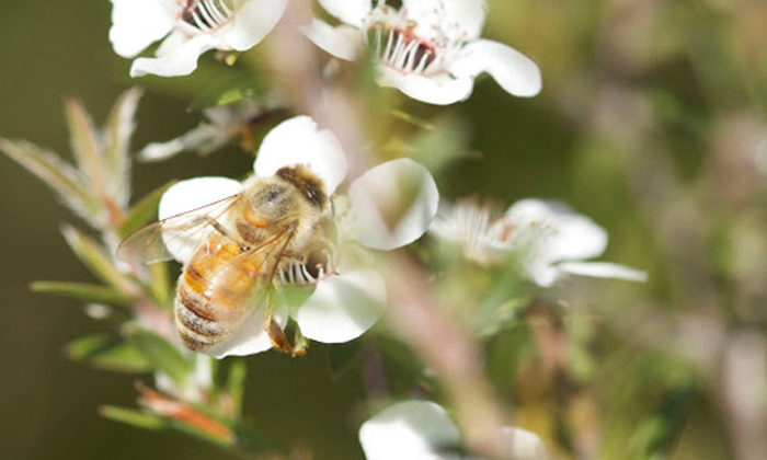 Sweet spot sought for honey factory