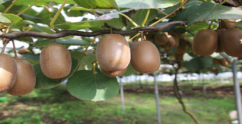 Ngati Hine Forests seeks gold in kiwifruit