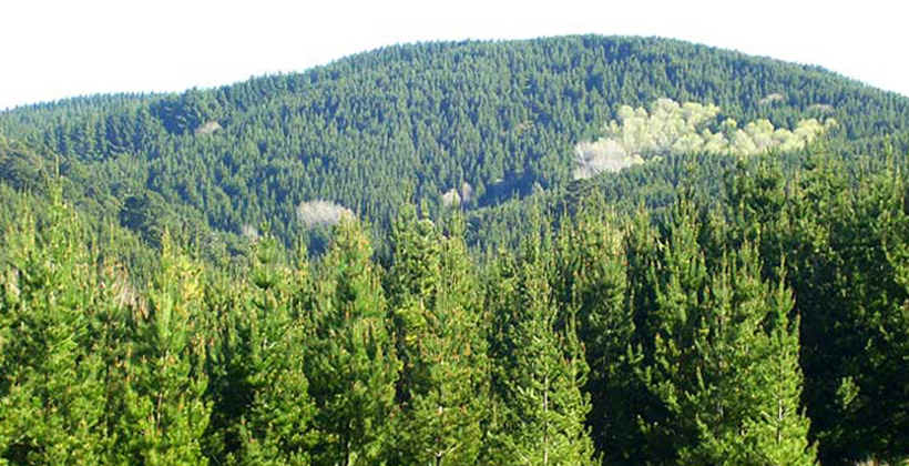 Forest HQ sitting good for Te Arawa