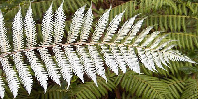 Silver fern a Maori symbol
