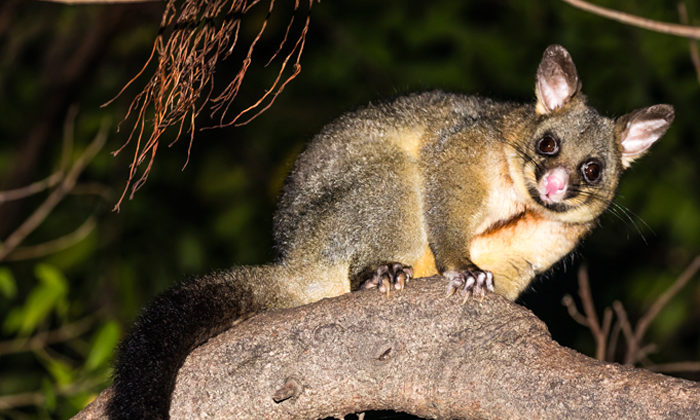 Possums pounded in Pirongia 1080 drops