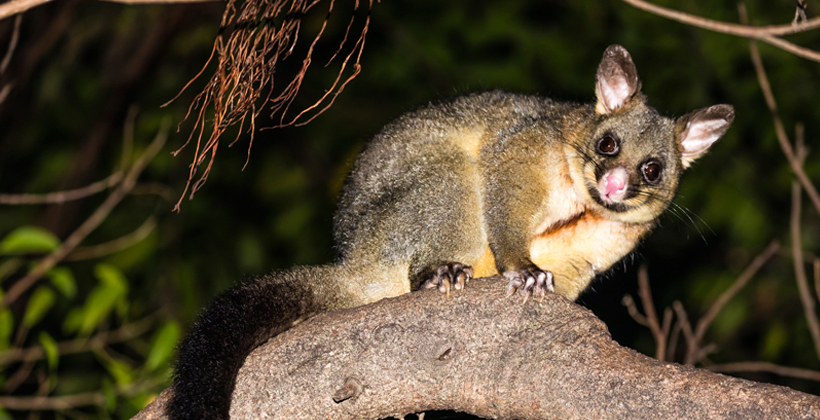 Possums pounded in Pirongia 1080 drops