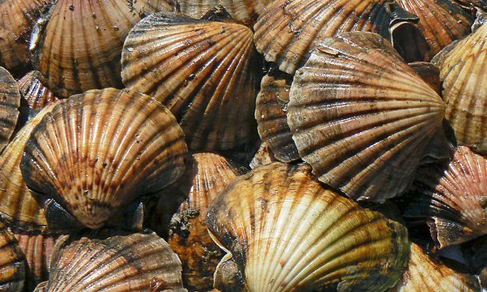 Whaingaroa Harbour off limits for scallops