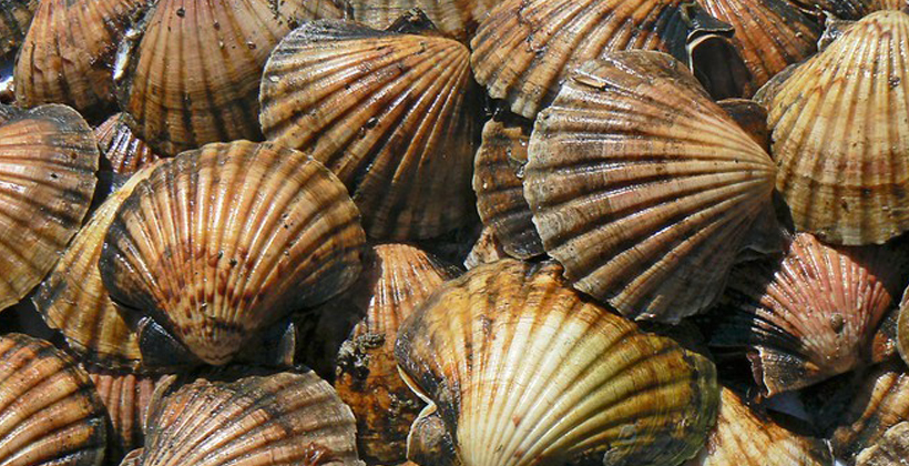Scallop season target for rahui support