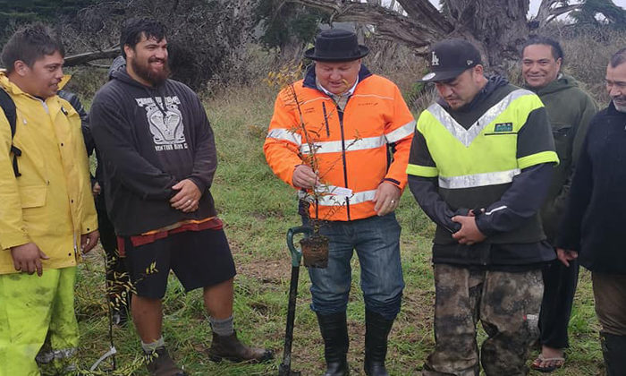 Ngāti Rēhia planting kauri sanctuary