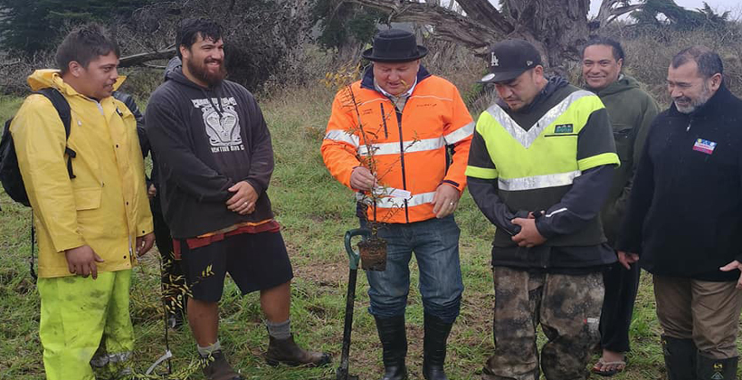 Ngāti Rēhia planting kauri sanctuary