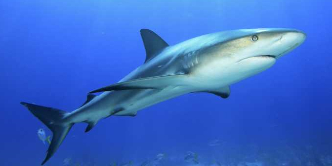 Emotion high in shark fin ban