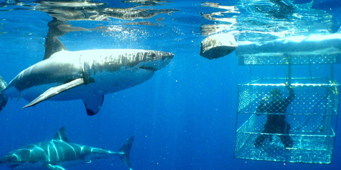 Rakiura islanders in shark bait fear