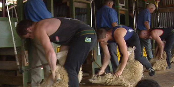 Funding cuts clips health  service for shearers