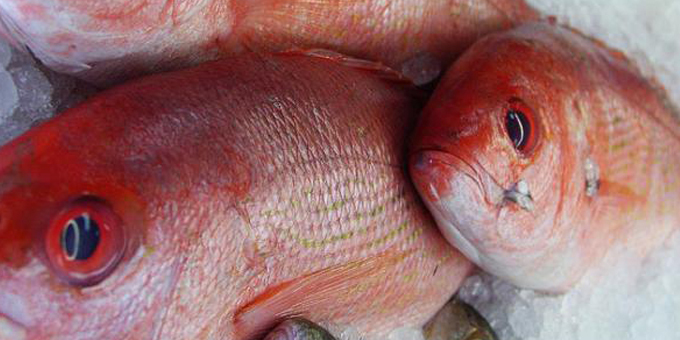Voluntary cut-backs could save snapper stocks