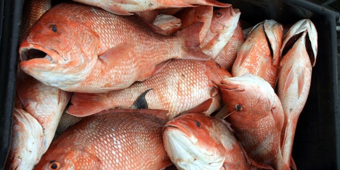 Supermarket suspect in fish dumping