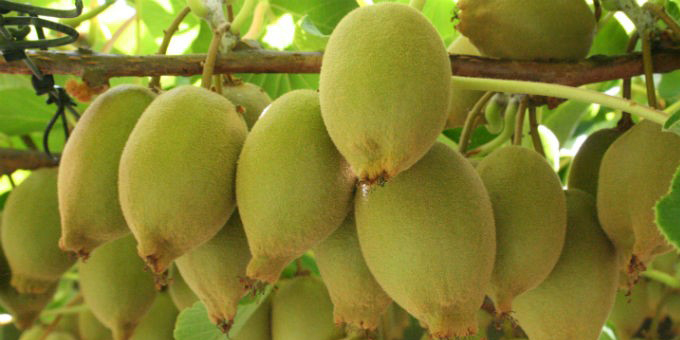 Pounamu seals Bay kiwifruit deal