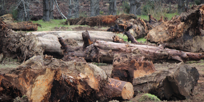 Flavell defends swamp kauri trade