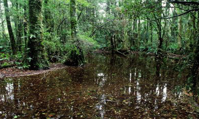 Limited win in swamp kauri export challenge