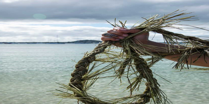 Media Release: World First: Hanging Mussel Taura in Ōkahu Bay.