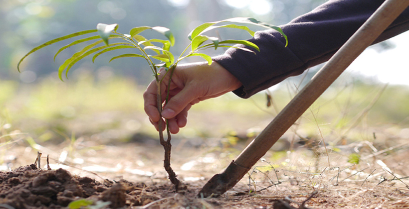 Inmates raise seedlings for Auckland million trees