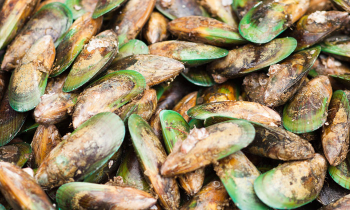 Uncooked mussels causing gut ache