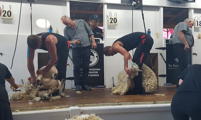 Reo challenge for shearing champs
