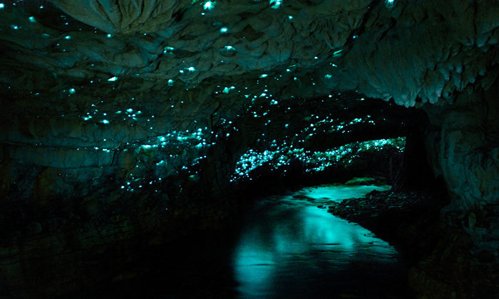 Light in the tunnel for glowworm caves