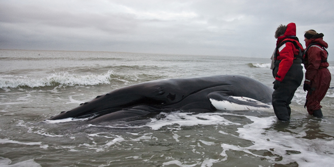 Fingers pointed at oil ships in whale deaths