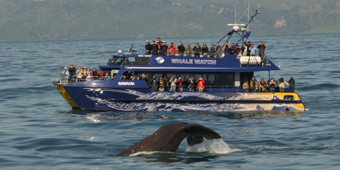 Whale Watch finds more reasons to come to Kaikoura