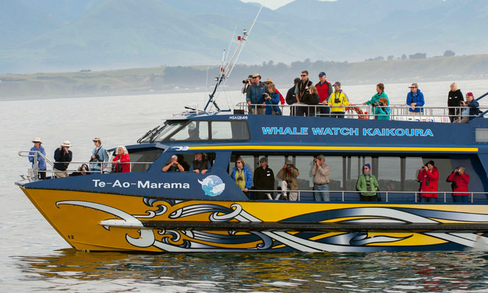 Kaikoura prepares for unwatched whales