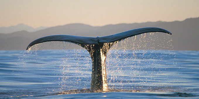 Industry noise drowns out whale science