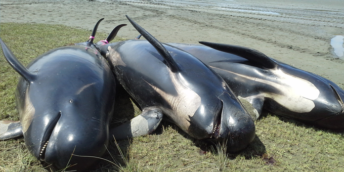 Hapu learns from whale stranding