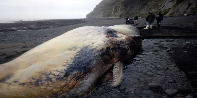 South Taranaki whale strandings to be lesson for all
