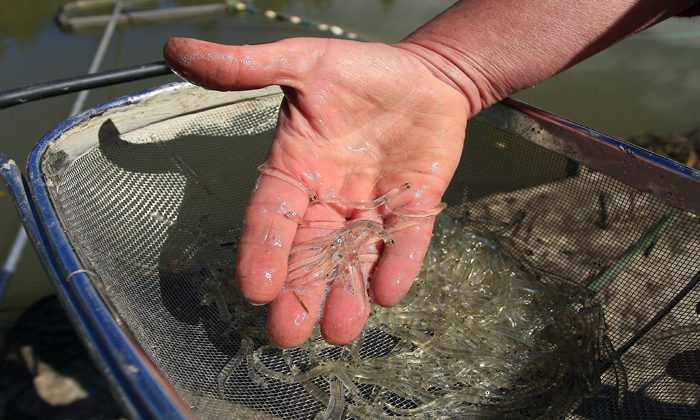 New rules for whitebait protection