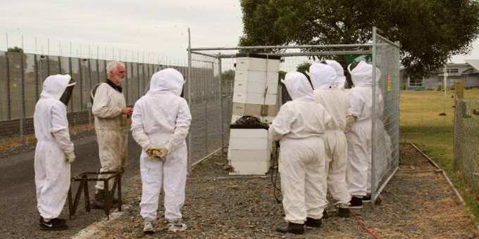 Sweet future for beekeeping inmates