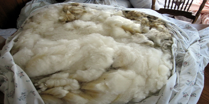 Māori premium in wool story