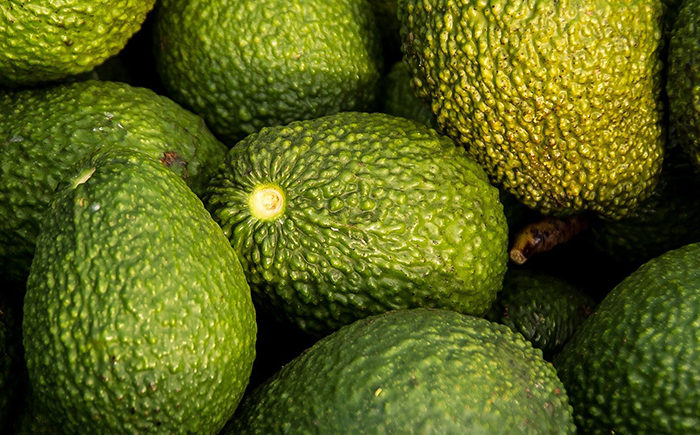Te Aupouri avocado plans stymied