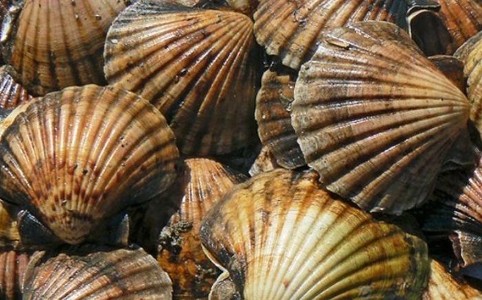 Scallop fishery to close as beds ravaged