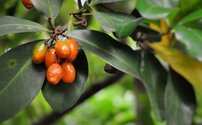 Toxic berry could benefit from Māori touch