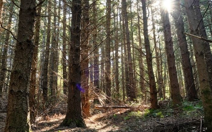 Pines a nursery for native forest say whenua owners