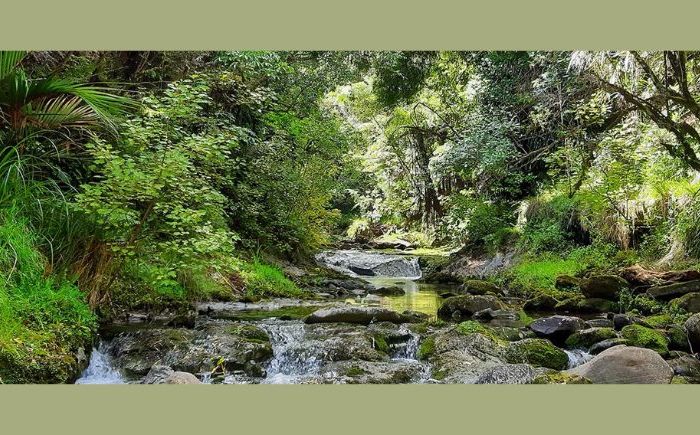 Tamanuhiri teams up with council for native forest conversion
