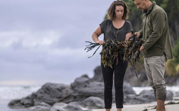 Māori firm Agrisea finds hi-tech uses for seaweed