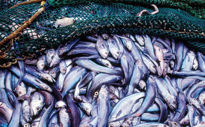 Precision seafood harvesting gets backing for next phase