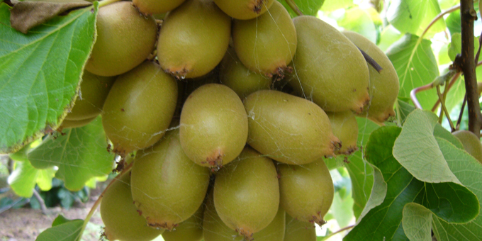 Bud starter critical for Māori kiwifruit growers