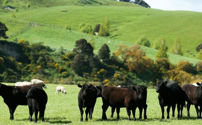 Māori farmers up for emission reduction challenge