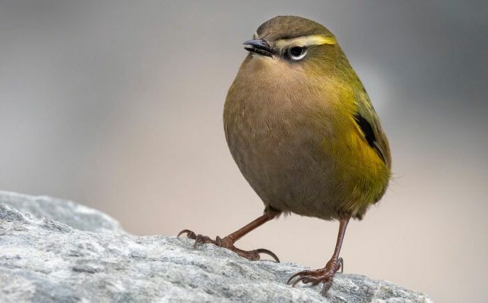 Climate threat to bird of the year